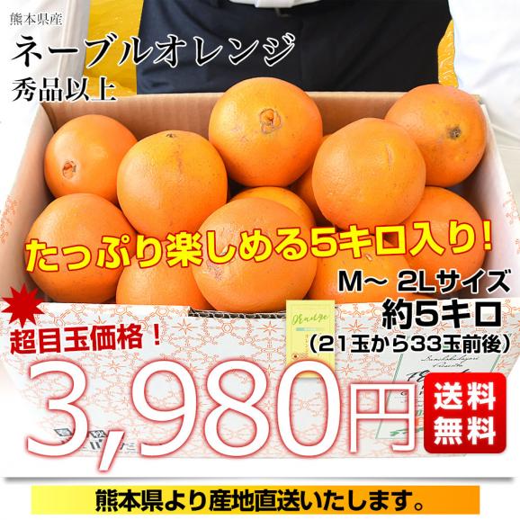 熊本県から産地直送 熊本県産 ネーブルオレンジ 秀品以上 Mから2L 約5キロ(21玉から33玉前後)送料無料 柑橘 かんきつ03