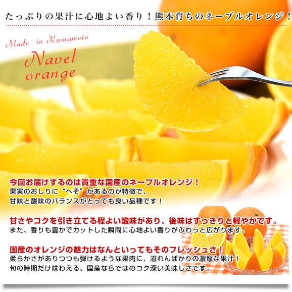 熊本県から産地直送 熊本県産 ネーブルオレンジ 秀品以上 Mから2L 約5キロ(21玉から33玉前後)送料無料 柑橘 かんきつ04