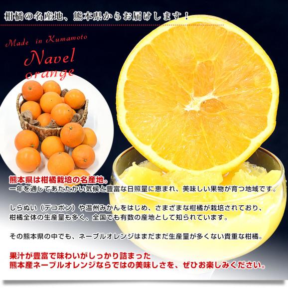 熊本県から産地直送 熊本県産 ネーブルオレンジ 秀品以上 Mから2L 約5キロ(21玉から33玉前後)送料無料 柑橘 かんきつ05