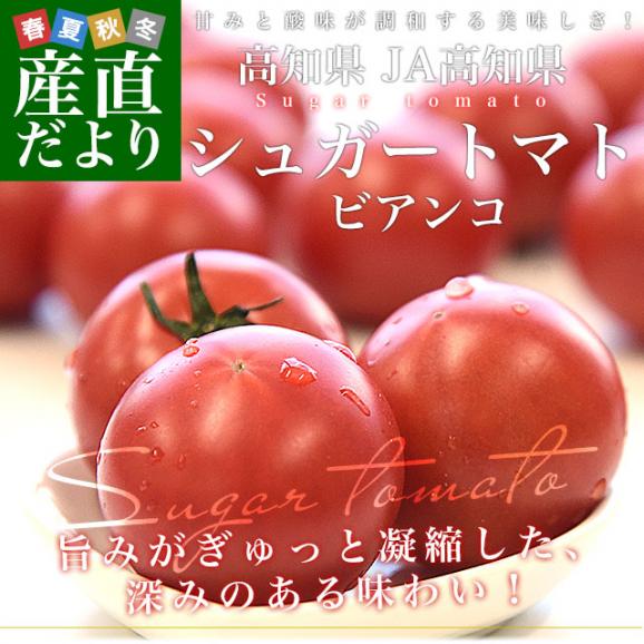 高知県産 JA高知県 シュガートマト 糖度8度以上 等級:ビアンコ 約800g(12玉から20玉)送料無料 トマト とまと フルーツトマト ふるーつとまと02