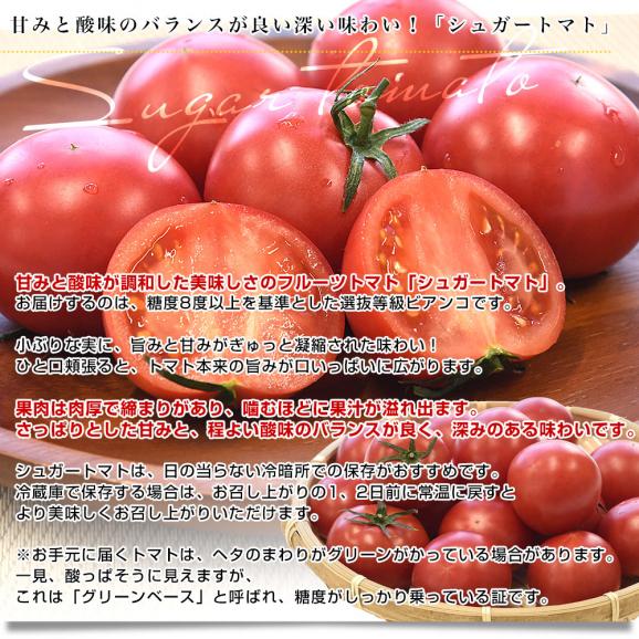 高知県産 JA高知県 シュガートマト 糖度8度以上 等級:ビアンコ 約800g(12玉から20玉)送料無料 トマト とまと フルーツトマト ふるーつとまと04