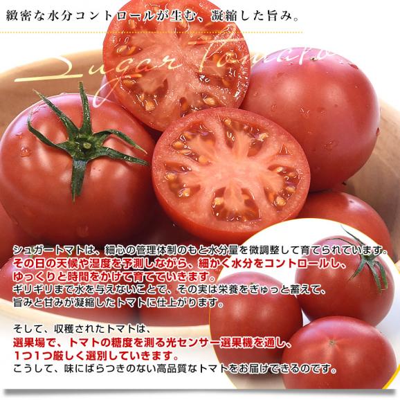 高知県産 JA高知県 シュガートマト 糖度8度以上 等級:ビアンコ 約800g(12玉から20玉)送料無料 トマト とまと フルーツトマト ふるーつとまと05