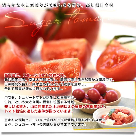 高知県産 JA高知県 シュガートマト 糖度8度以上 等級:ビアンコ 約800g(12玉から20玉)送料無料 トマト とまと フルーツトマト ふるーつとまと06