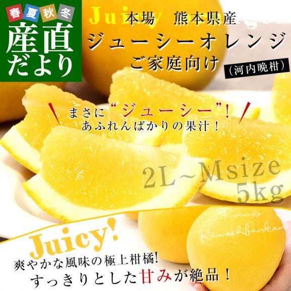 熊本県から産地直送 個選 ジューシーオレンジ(河内晩柑)2LからMサイズ ご家庭向け 約5kg(12から18玉前後)送料無料 柑橘 オレンジ02