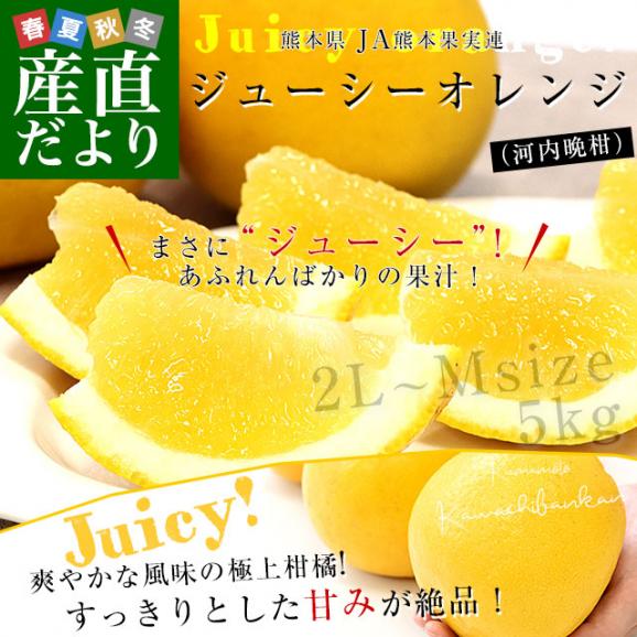 【決算特別価格!】熊本県から産地直送 JA熊本果実連 ジューシーオレンジ(河内晩柑) 2LからMサイズ 青秀品以上 約5キロ(12玉から18玉前後)送料無料 柑橘 オレンジ02