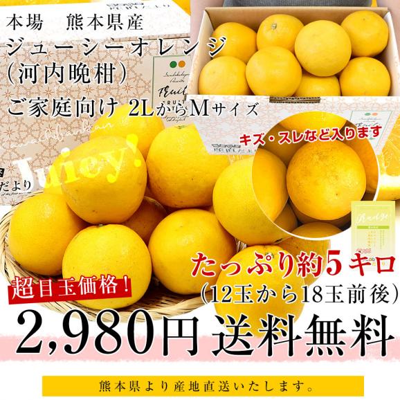 熊本県から産地直送 個選 ジューシーオレンジ(河内晩柑)2LからMサイズ ご家庭向け 約5kg(12から18玉前後)送料無料 柑橘 オレンジ03