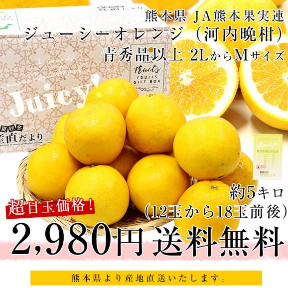 【決算特別価格!】熊本県から産地直送 JA熊本果実連 ジューシーオレンジ(河内晩柑) 2LからMサイズ 青秀品以上 約5キロ(12玉から18玉前後)送料無料 柑橘 オレンジ03