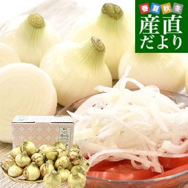 熊本県産 新たまねぎ 秀品 約5キロ LからMサイズ(20玉から30玉前後) 送料無料 しんたま たまねぎ オニオン