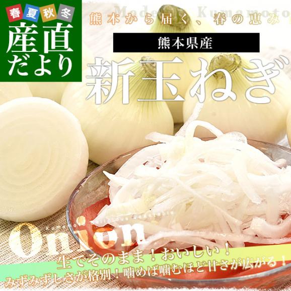 熊本県産 新たまねぎ 秀品 約5キロ LからMサイズ(20玉から30玉前後) 送料無料 しんたま たまねぎ オニオン02