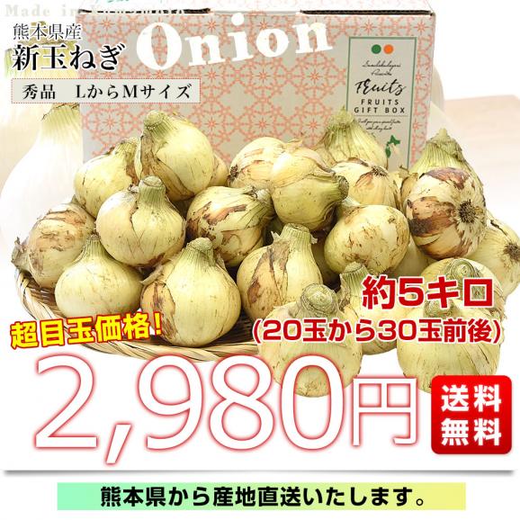 熊本県産 新たまねぎ 秀品 約5キロ LからMサイズ(20玉から30玉前後) 送料無料 しんたま たまねぎ オニオン03