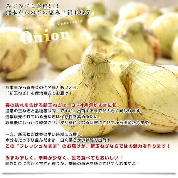 熊本県産 新たまねぎ 秀品 約5キロ LからMサイズ(20玉から30玉前後) 送料無料 しんたま たまねぎ オニオン04