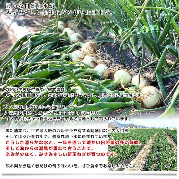 熊本県産 新たまねぎ 秀品 約5キロ LからMサイズ(20玉から30玉前後) 送料無料 しんたま たまねぎ オニオン06