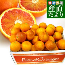 愛媛県より産地直送 JAえひめ南 ブラッドオレンジ タロッコ種 優品 5キロ (30玉から35玉前後) 柑橘 国産オレンジ 国産ブラッド 送料無料
