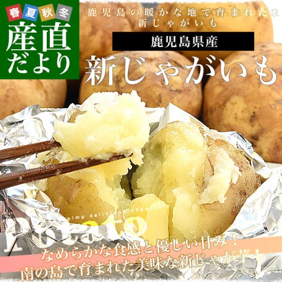 鹿児島県産 新じゃが芋 秀品 2LからLサイズ 約5キロ（20玉から35玉前後）送料無料 馬鈴薯 じゃがいも ジャガイモ 新じゃがいも02