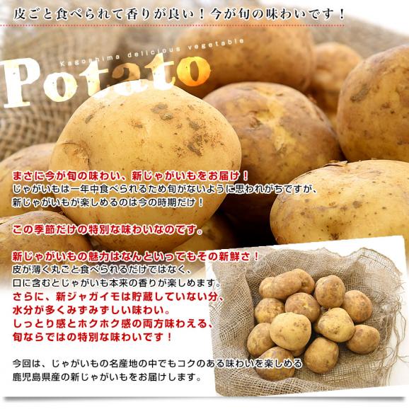 鹿児島県産 新じゃが芋 秀品 2LからLサイズ 約5キロ（20玉から35玉前後）送料無料 馬鈴薯 じゃがいも ジャガイモ 新じゃがいも04