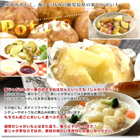 鹿児島県産 新じゃが芋 秀品 2LからLサイズ 約5キロ（20玉から35玉前後）送料無料 馬鈴薯 じゃがいも ジャガイモ 新じゃがいも05