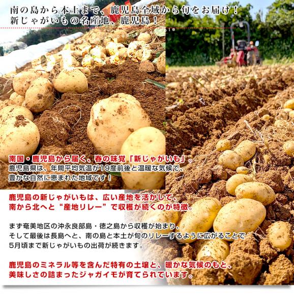 鹿児島県産 新じゃが芋 秀品 2LからLサイズ 約5キロ（20玉から35玉前後）送料無料 馬鈴薯 じゃがいも ジャガイモ 新じゃがいも06