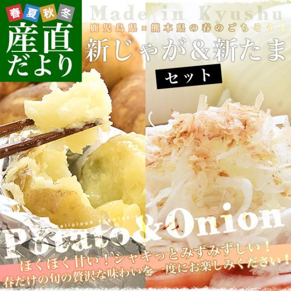 鹿児島県産 新じゃがいも＆熊本県産 新たまねぎセット 約2.5キロ&times;2箱 送料無料 じゃがたま 新じゃが 新たま ジャガイモ 玉ねぎ しんたま02
