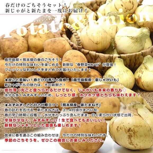 鹿児島県産 新じゃがいも＆熊本県産 新たまねぎセット 約2.5キロ&times;2箱 送料無料 じゃがたま 新じゃが 新たま ジャガイモ 玉ねぎ しんたま04