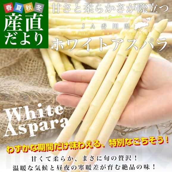 香川県より産地直送 JA香川県 ホワイトアスパラ 2LからMサイズ 約700g (16本から36本前後) 送料無料  丸亀市他 アスパラガス02