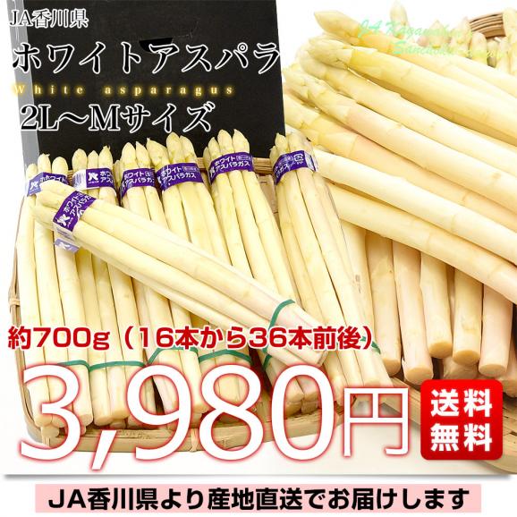 香川県より産地直送 JA香川県 ホワイトアスパラ 2LからMサイズ 約700g (16本から36本前後) 送料無料  丸亀市他 アスパラガス03