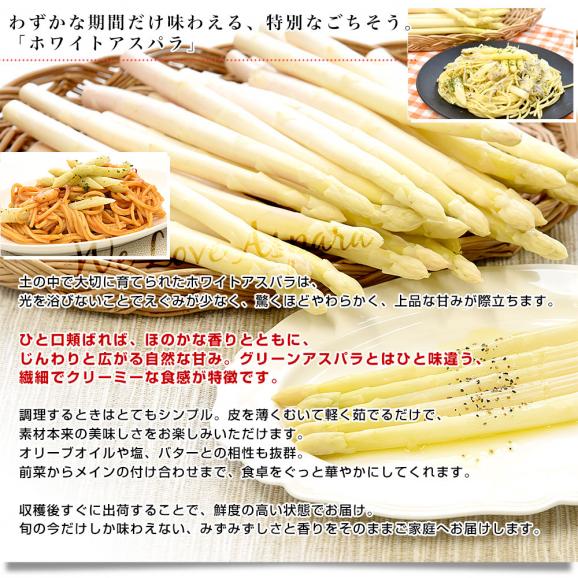 香川県より産地直送 JA香川県 ホワイトアスパラ 2LからMサイズ 約700g (16本から36本前後) 送料無料  丸亀市他 アスパラガス04
