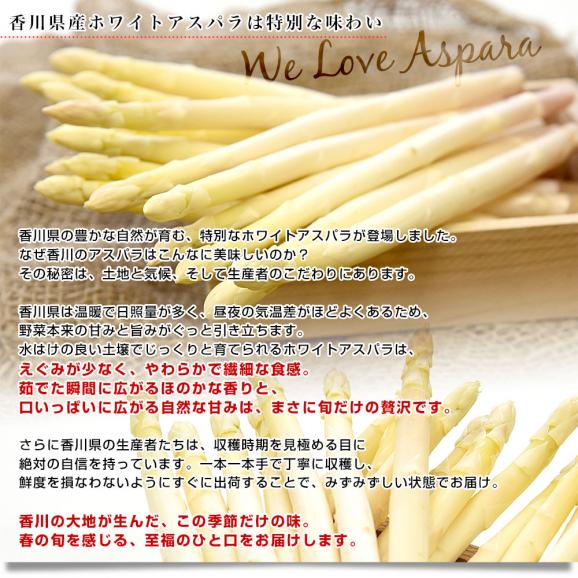 香川県より産地直送 JA香川県 ホワイトアスパラ 2LからMサイズ 約700g (16本から36本前後) 送料無料  丸亀市他 アスパラガス05