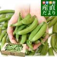 厳選産地のこだわりスナップエンドウ 秀品 Lサイズ 約1キロ 送料無料 豆類 スナップエンドウ スナックエンドウ クール便