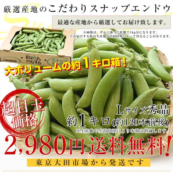 厳選産地のこだわりスナップエンドウ 秀品 Lサイズ 約1キロ 送料無料 豆類 スナップエンドウ スナックエンドウ クール便03