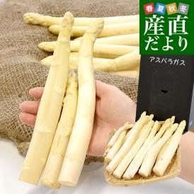 香川県より産地直送 JA香川県 規格外訳あり品 ホワイトアスパラ 大小込み 約700g (16から32本前後) 送料無料  丸亀市他 アスパラガス