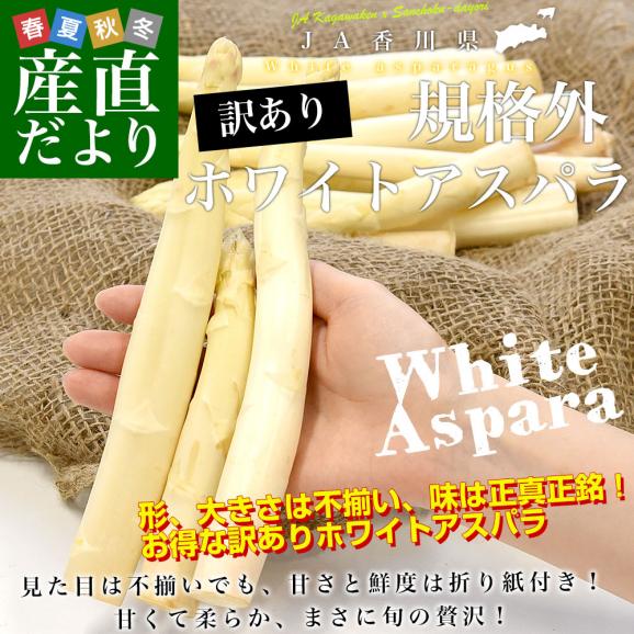 香川県より産地直送 JA香川県 規格外訳あり品 ホワイトアスパラ 大小込み 約700g (16から32本前後) 送料無料  丸亀市他 アスパラガス02