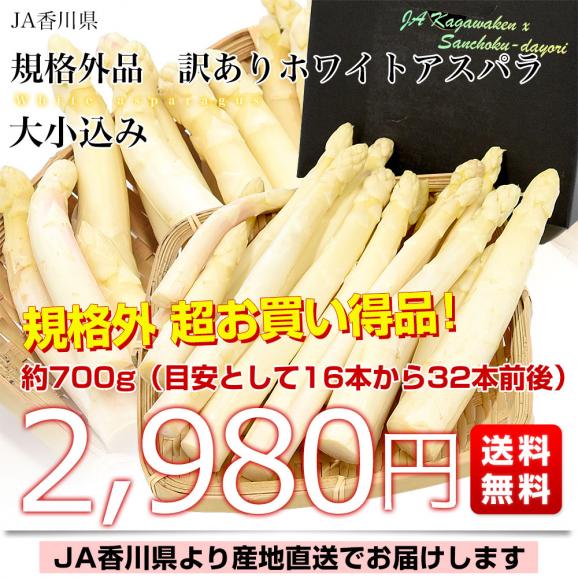 香川県より産地直送 JA香川県 規格外訳あり品 ホワイトアスパラ 大小込み 約700g (16から32本前後) 送料無料  丸亀市他 アスパラガス03