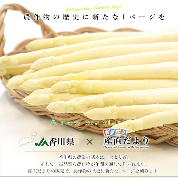 香川県より産地直送 JA香川県 規格外訳あり品 ホワイトアスパラ 大小込み 約700g (16から32本前後) 送料無料  丸亀市他 アスパラガス06