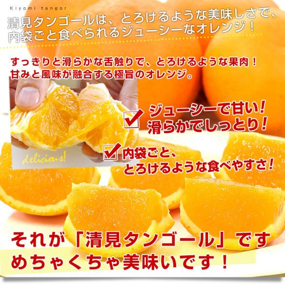 愛媛県産 JAにしうわ みつる共選 プレミアム清見タンゴール 蜜る 秀品 2LからLサイズ 約5キロ (18玉から25玉) 送料無料 柑橘 オレンジ 西宇和05