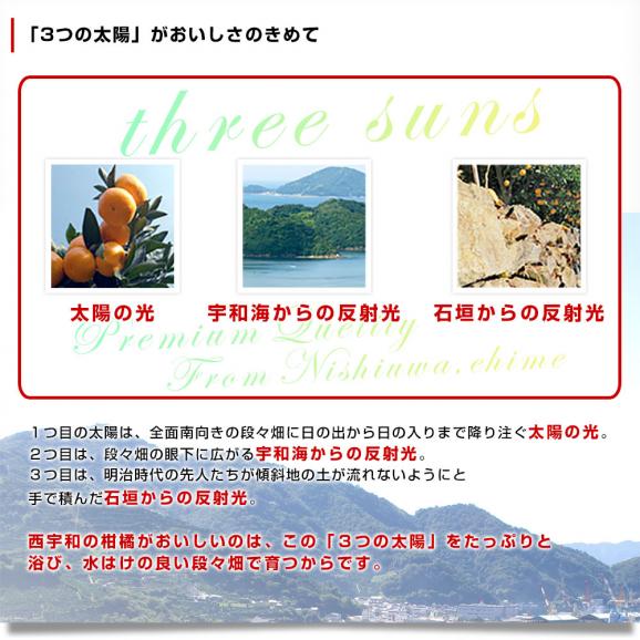 愛媛県産 JAにしうわ みつる共選 プレミアム清見タンゴール 蜜る 秀品 2LからLサイズ 約5キロ (18玉から25玉) 送料無料 柑橘 オレンジ 西宇和06