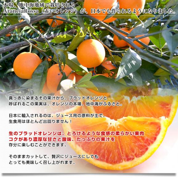 愛媛県産 JAえひめ南 ブラッドオレンジ タロッコ種 優品 2Lから3Lサイズ 2.5キロ (7玉から12玉前後)  送料無料 柑橘 国産オレンジ 国産ブラッド04