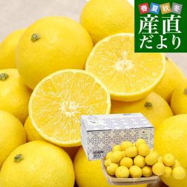 神奈川県産 湘南ゴールド ご家庭用 約2キロ LからSサイズ（25玉から40玉前後）送料無料 柑橘 かんきつ オレンジ みかん 春柑橘