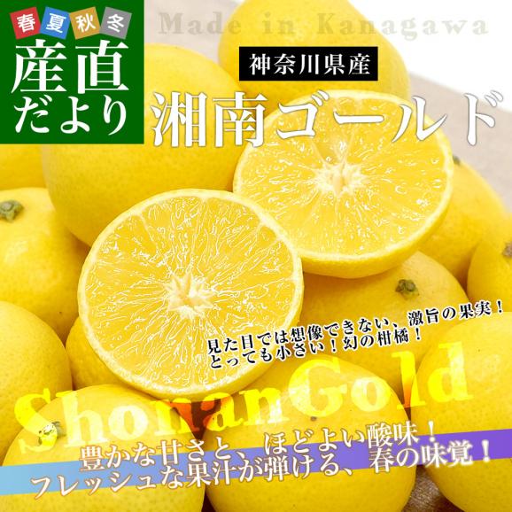 神奈川県産 湘南ゴールド ご家庭用 約2キロ LからSサイズ(25玉から40玉前後)送料無料 柑橘 かんきつ オレンジ みかん 春柑橘02