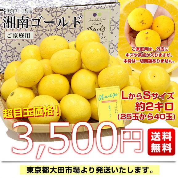 神奈川県産 湘南ゴールド ご家庭用 約2キロ LからSサイズ(25玉から40玉前後)送料無料 柑橘 かんきつ オレンジ みかん 春柑橘03