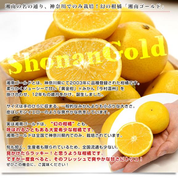 神奈川県産 湘南ゴールド ご家庭用 約2キロ LからSサイズ(25玉から40玉前後)送料無料 柑橘 かんきつ オレンジ みかん 春柑橘04