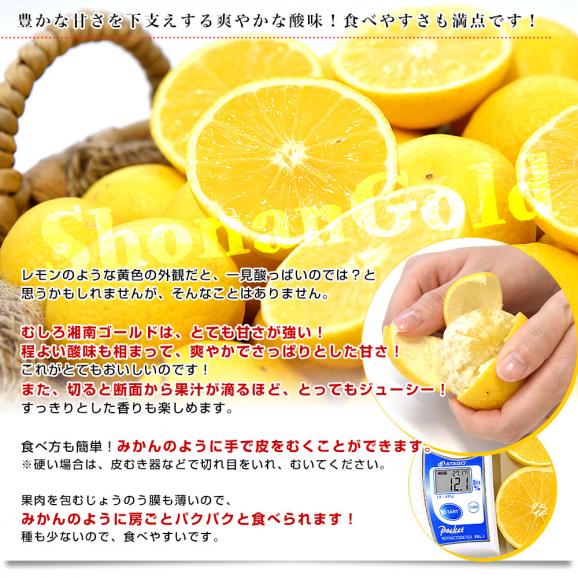 神奈川県産 湘南ゴールド ご家庭用 約2キロ LからSサイズ(25玉から40玉前後)送料無料 柑橘 かんきつ オレンジ みかん 春柑橘05