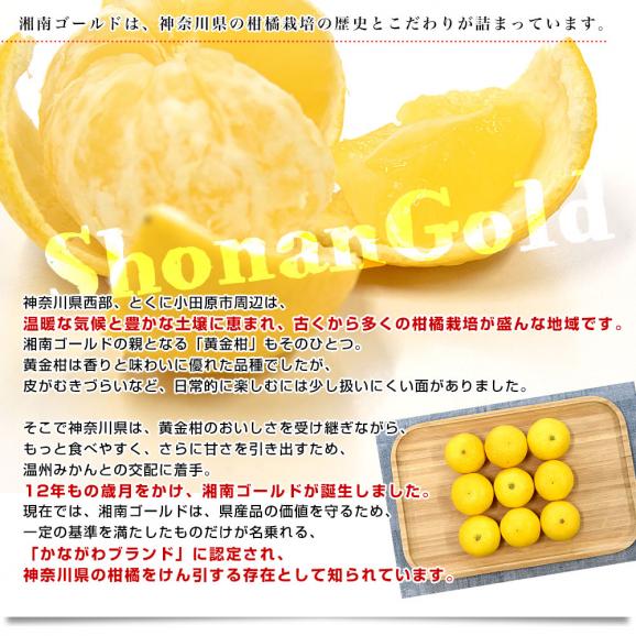 神奈川県産 湘南ゴールド ご家庭用 約2キロ LからSサイズ(25玉から40玉前後)送料無料 柑橘 かんきつ オレンジ みかん 春柑橘06