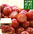 香川県産 ご家庭用　訳ありミニトマト  約800g（70粒から90粒前後）送料無料 野菜 やさい とまと