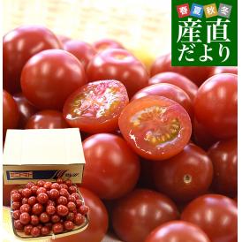 香川県産 ご家庭用　訳ありミニトマト  約800g（70粒から90粒前後）送料無料 野菜 やさい とまと