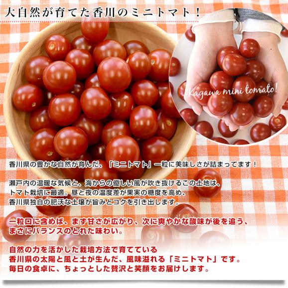 香川県産 ご家庭用　訳ありミニトマト  約800g（70粒から90粒前後）送料無料 野菜 やさい とまと04