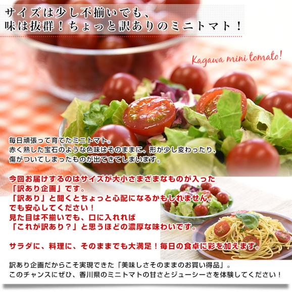 香川県産 ご家庭用　訳ありミニトマト  約800g（70粒から90粒前後）送料無料 野菜 やさい とまと05