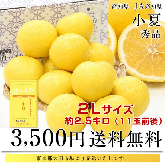 高知県産 JA高知県 小夏 秀品 約2.5キロ 2Lサイズ（11玉前後）送料無料 柑橘 かんきつ こなつ 03