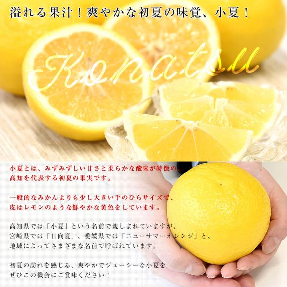 高知県産 JA高知県 小夏 秀品 約2.5キロ 2Lサイズ（11玉前後）送料無料 柑橘 かんきつ こなつ 04