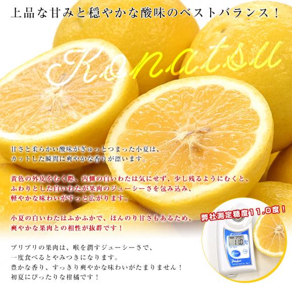 高知県産 JA高知県 小夏 秀品 約2.5キロ 2Lサイズ（11玉前後）送料無料 柑橘 かんきつ こなつ 05
