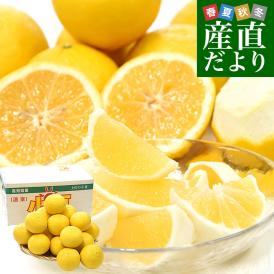 高知県産 JA高知県 小夏 秀品 約5キロ 2Lサイズ（22玉前後）送料無料 柑橘 かんきつ こなつ 